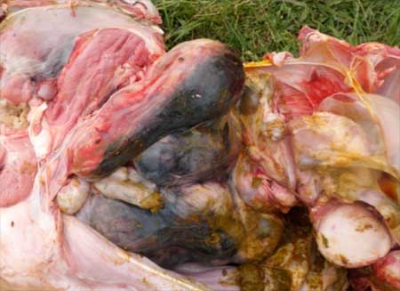 Image of enlarged bovine lymph nodes on post-mortem