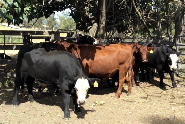 Image of cattle in a yard
