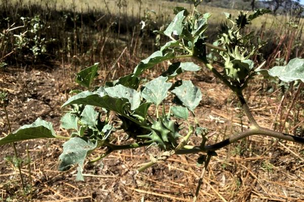 Image of Fierce Thornapple branch, including fruit