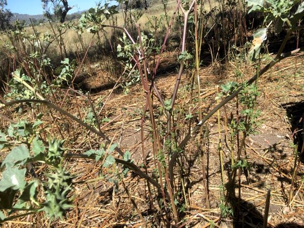 Image of Fierce Thornapple with stripped leaves