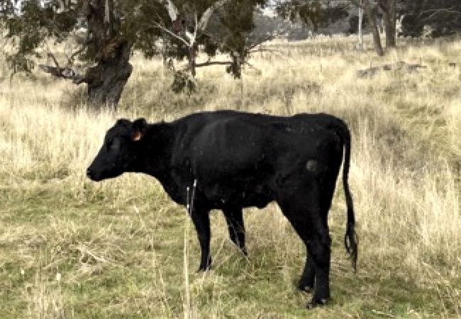 Image of thin, old black cow