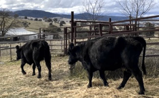 Image of two thin black cows