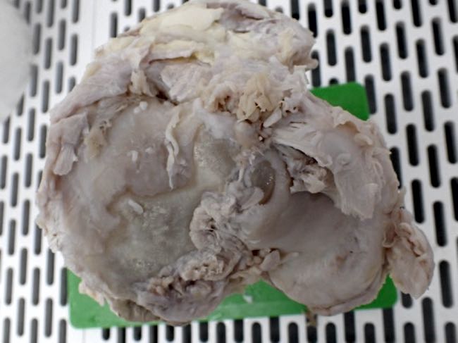 Image of bovine stifle joint post-mortem