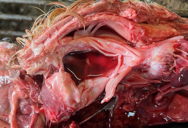 Image of calf post-mortem showing hydranencephaly