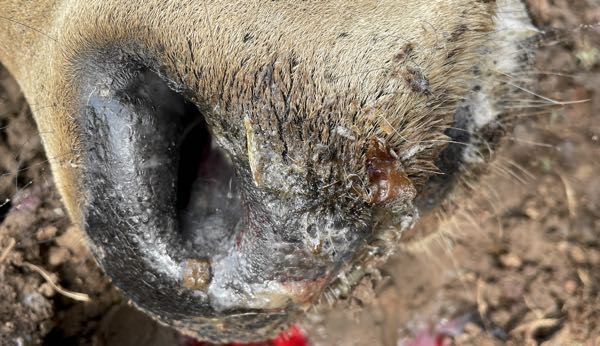 Image of bovine nasal discharge