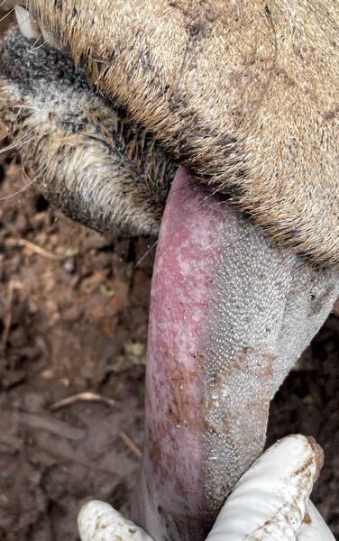 Image of bovine tongue superficial erosions