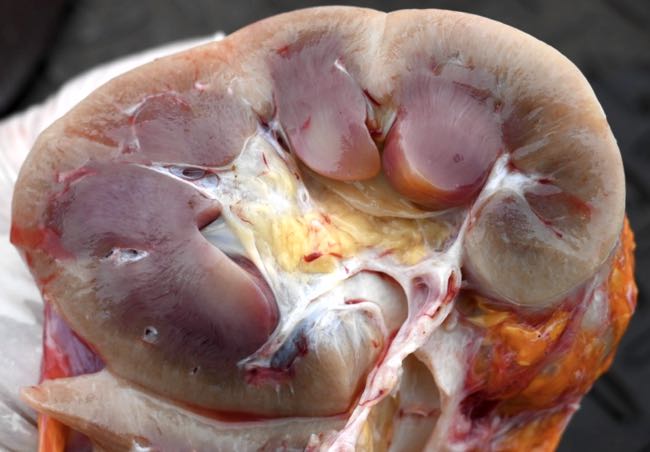 Image of cut surface of pale bovine kidney