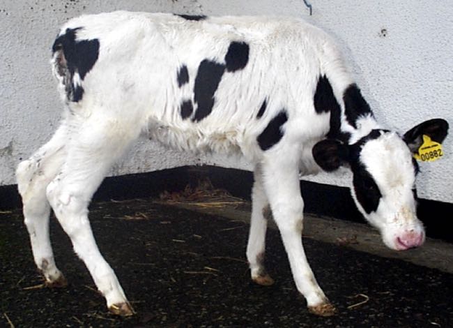 Image of calf with wide stance and head lowered