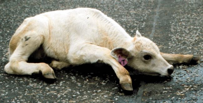 Image of calf lying prone, unable to rise