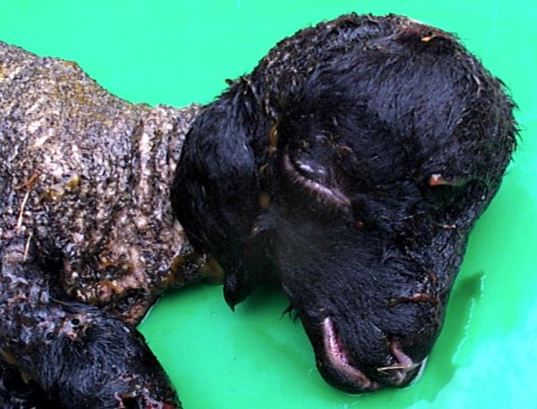 Image of lamb with swollen head