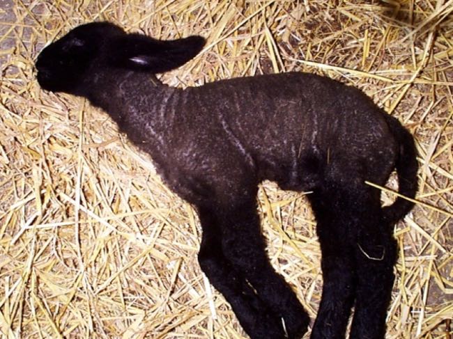 Image of lamb stretched out on hay