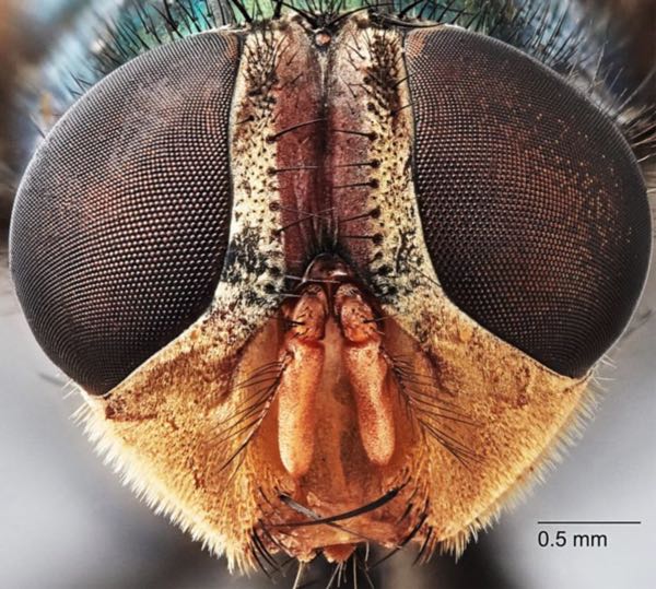 Image of white faced Lucilia sericata