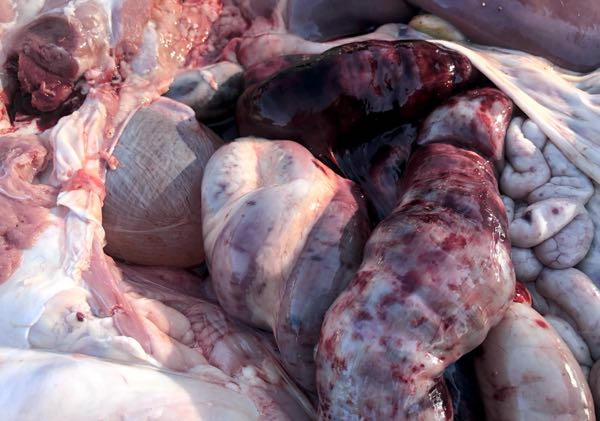 Coccidiosis deaths calves