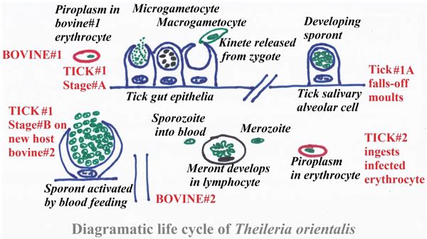 Diagrammatic life cycle
