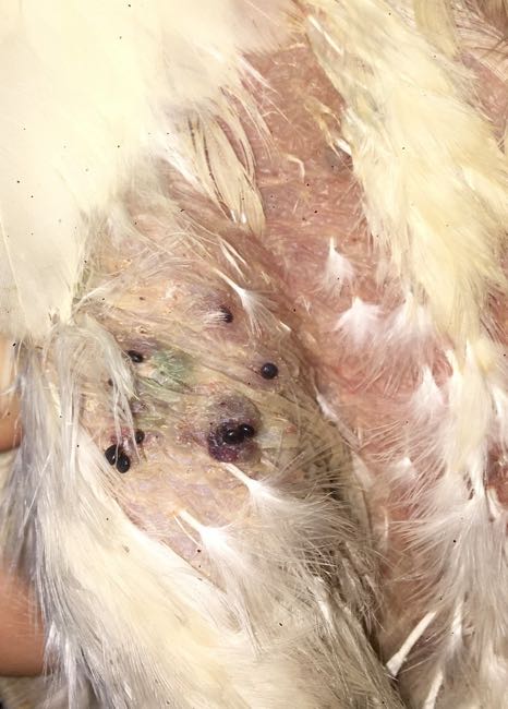 Image of tick larvae on chicken skin