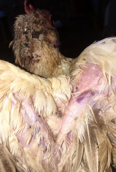 Image of subcutaneous haematomas under wing on a chicken