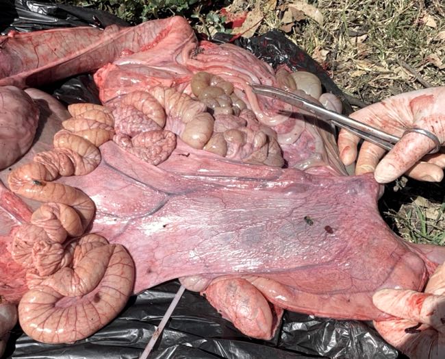Image of alpaca post-mortem showing abdominal contents with congested omentum