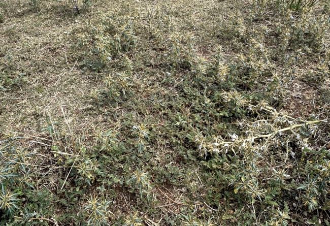 Image of caltrops and bathurst burr plants