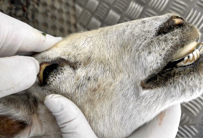Image of pale, jaundiced mucous membranes in lamb