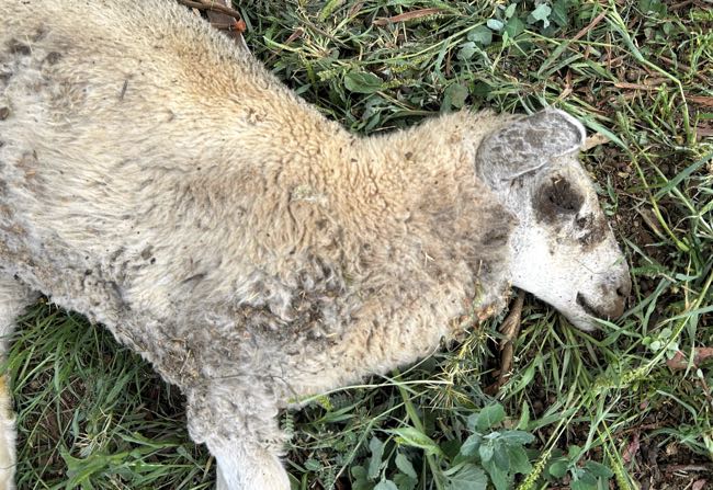 Image of moribund lamb with necrotic eyelids and lips