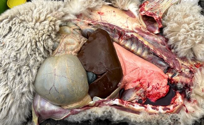 Image of lamb post-mortem showing jaundice and dehydration
