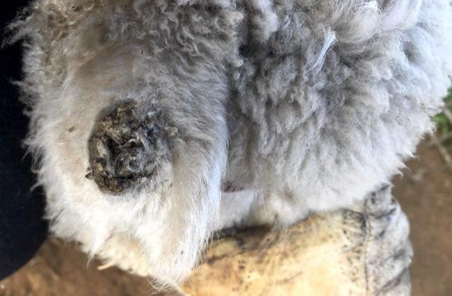 Image of lesion on ear of lamb