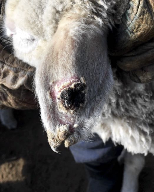 Image of lesion on ear of lamb