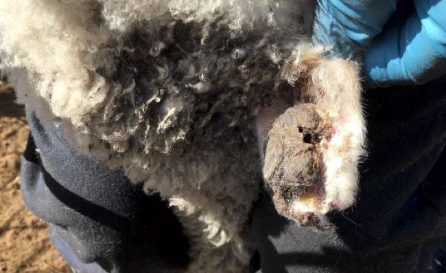 Image of lesion on ear of lamb