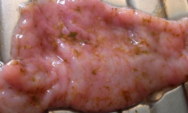 Image of mucosal surface of sheep small intestine with exudate post-mortem
