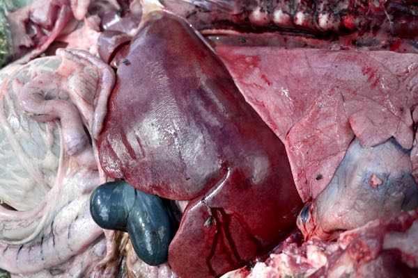 Image of ovine liver enlarged with haemorrhages