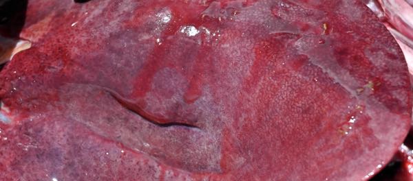 Image of ovine liver showing acinar haemorrhages